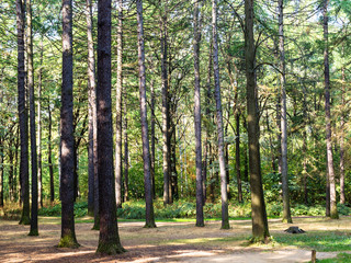 pine grove in urban park in sunny day in autumn