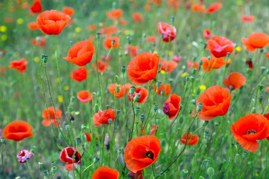 poppies at wild meadow