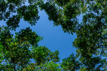 Background of nature
