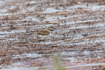 Killdeer bird