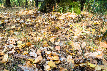 fallen oak and birch leaves close up in urban park