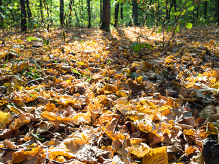 fallen leaves illuminated by sun in urban park
