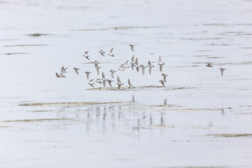 Bairds Sandpiper bird