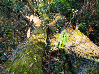 old broken oak trees on earth in forest