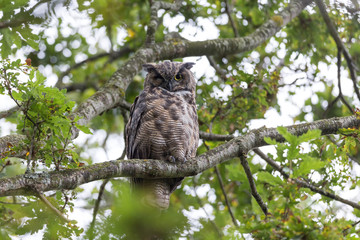 Great Horned Owl