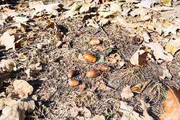 natural acorn between dried oak leaves