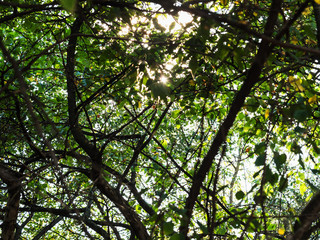 sunlight pass through leaves of old pear trees