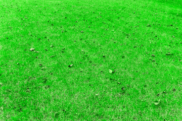 Background green lawn with leaves