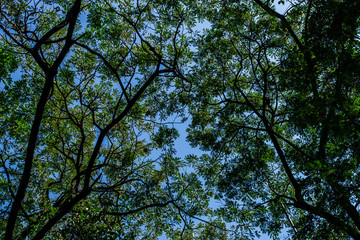 Background of nature