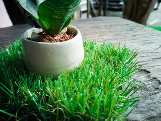 Little succulent pot plant on wooden table