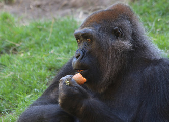 Portrait gorilla