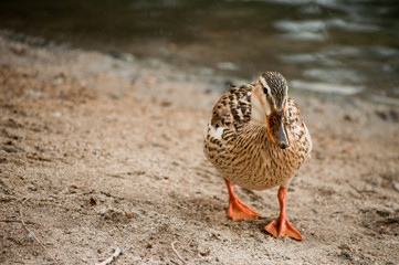 Duck walking in sand