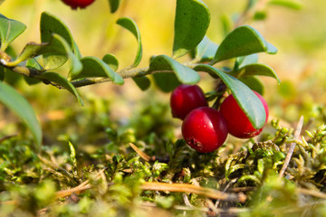 red berries of a cowberry on a branch