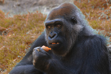 Portrait gorilla
