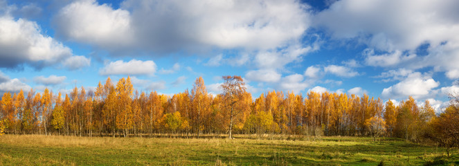 trees with multicolored leaves on the field