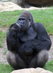 Portrait gorilla