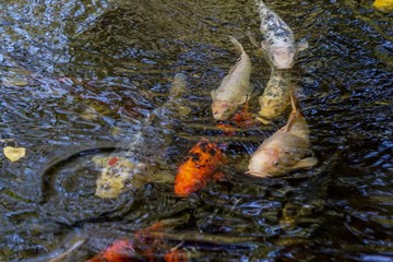 Koi in a row