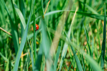 ladybug close up in green filed