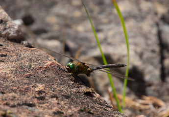 Dragonfly on the rocks