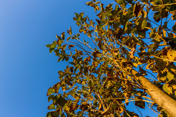 Background of nature