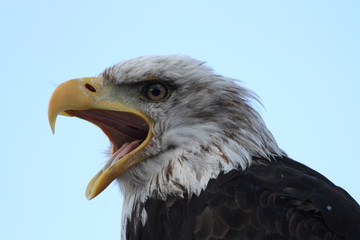 Schreiender Weißkopfseeadler vor blauem Hintergrund