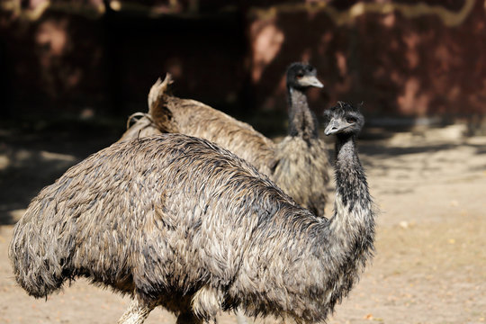 View of couple Australian Emus (Dromaius novaehollandiae)