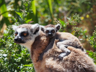 Mama & Baby Lemur