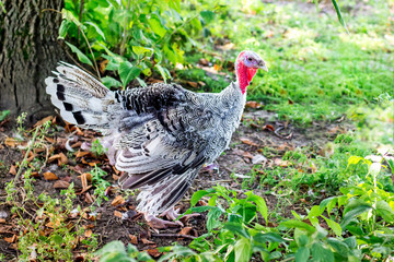 Gray medley turkey goes in the garden of the farm_