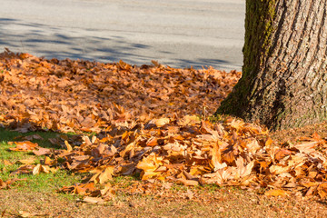 Lawn in a park covered by yellow leaves with tree trunk on side