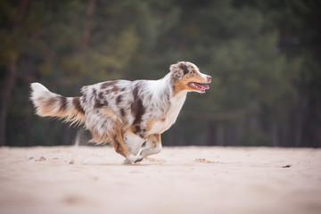 Australian Shepherd dog running on sand