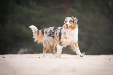 Australian Shepherd dog walking on sand