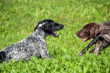 german shorthaired pointer, kurtshaar two spotted little puppy, black and brown in a white spot, playing on the grass together, funny muzzles, sunny day, bright photo
