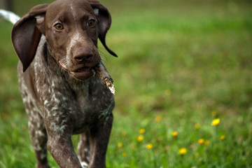 german shorthaired pointer, kurtshaar one brown spotted puppy running fast across the field with a stick in the teeth, ears wrapped back, close-up, dog on the left side of the photo