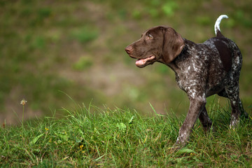 german shorthaired pointer, kurtshaar one brown spotted puppy walking on the green grass in the evening, the dog is located on the right side of the picture