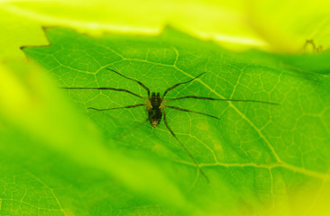 A spider knits a web.