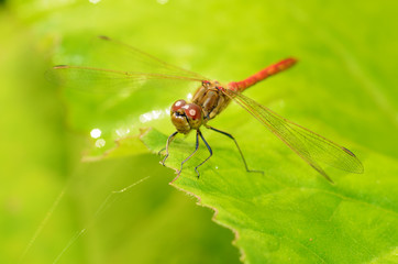 Dragonfly sitting on the stem of the plant.