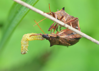 The bedbug caught the caterpillar.