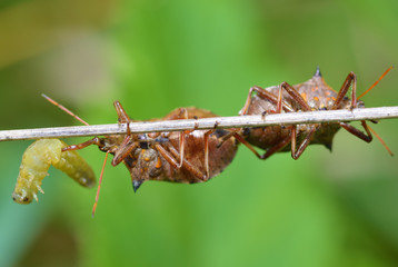 The bedbug caught the caterpillar.