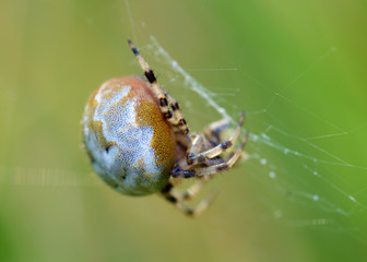 A spider knits a web.