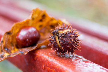 Leaves and fruits of chestnut on a wet bench during the rain in the autumn day_