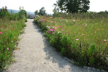 Wysypana żwirem ścieżka pośród kwiatowej łąki w ogrodzie © Monika