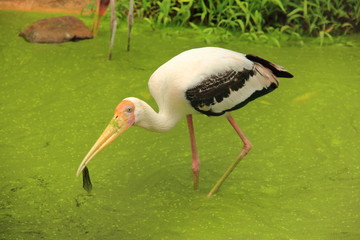Painted Stork bird (Mycteria leucocephala) catched a fish
