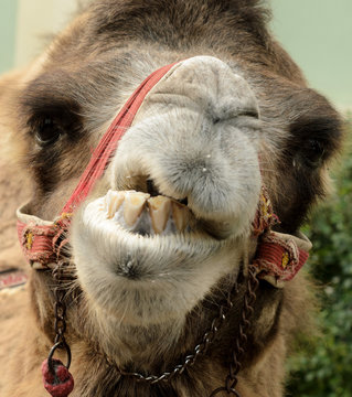 Portret of Groomy Camel.