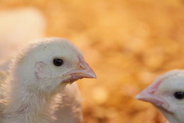 Two Fledglings
