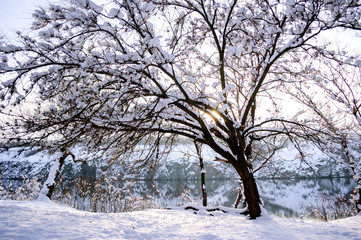 Fototapeta na wymiar Winter forest on the river at sunset. Colorful landscape with snowy tree in cold evening.