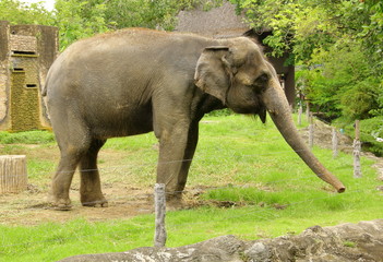 Fototapeta na wymiar A portrait picture of asian elephant