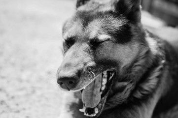 dog