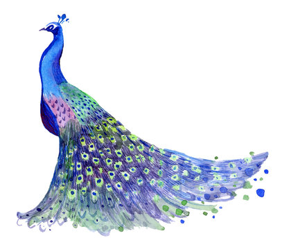 illustration of peacock with feathers. Watercolor peacock illustration.