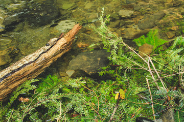 The nature of Ukrainian Carpathians. Summer. Green trees. Waterfall and the bay