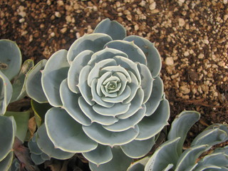 Detail of a pretty suculent